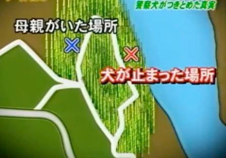 五色台ビジターセンター付近の竹林の画像